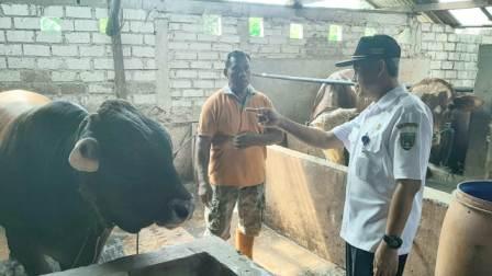 Jelang Idul Adha, Stok Hewan Kurban di Rembang Meningkat