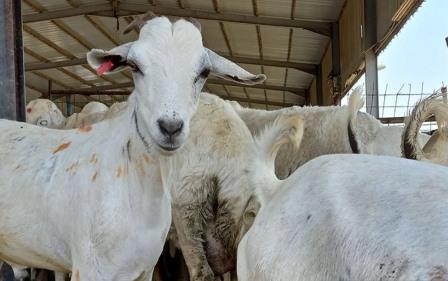 6 WNI Sempat Ditangkap atas Dugaan Promosi Dam Olegal di Arab Saudi